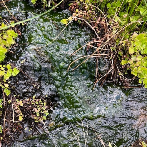 Algal biofilm in the Hot Springs Creek tributary where researchers sampled the fire amoeba