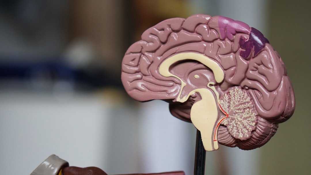 A cross-section anatomical model showing the structures of the human brain.