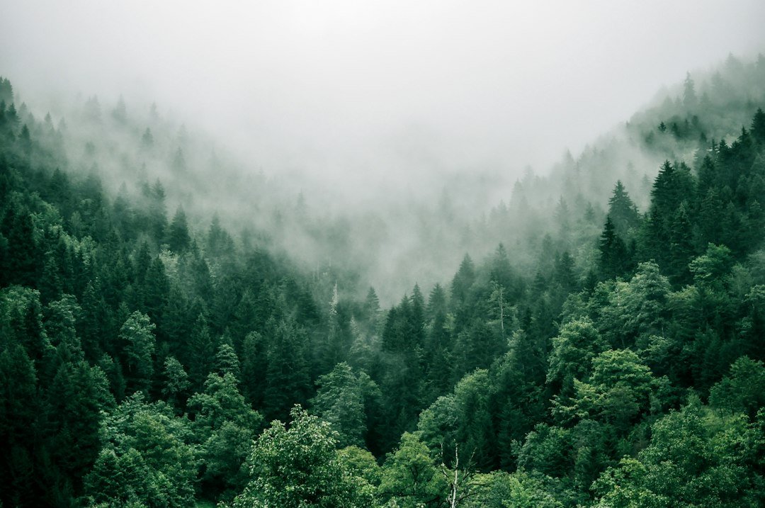 Mist above a mountain forest in Adjara, Georgia