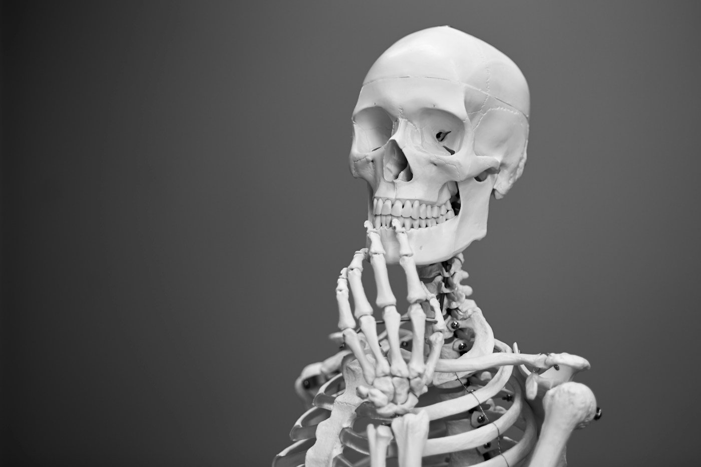 Anatomical skeleton model showing the skull, spine, ribs and hand.