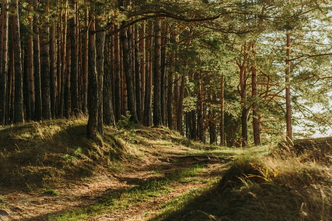 Green trees in a woodland landscape