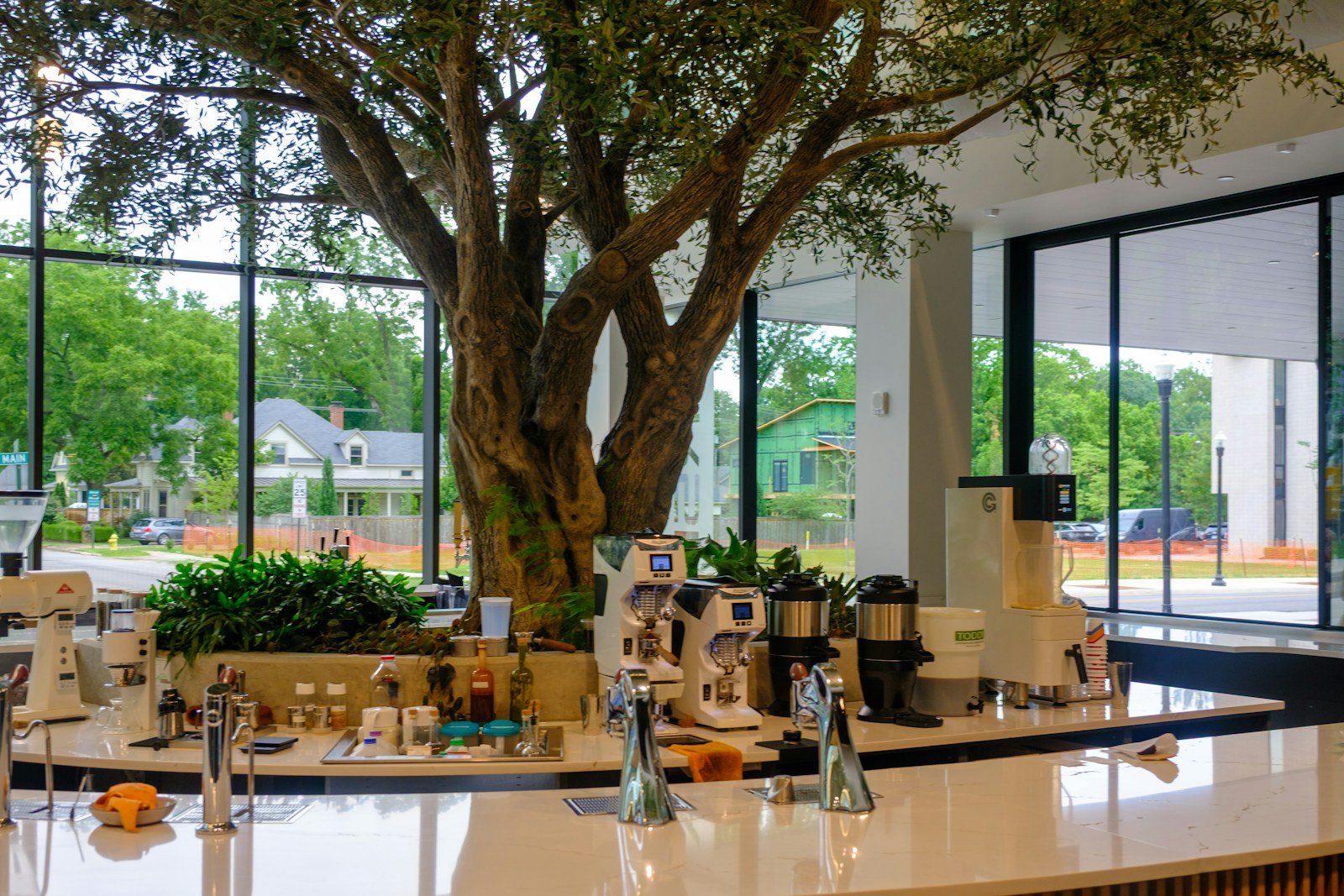Coffee equipment beneath a tree in a bright cafe interior