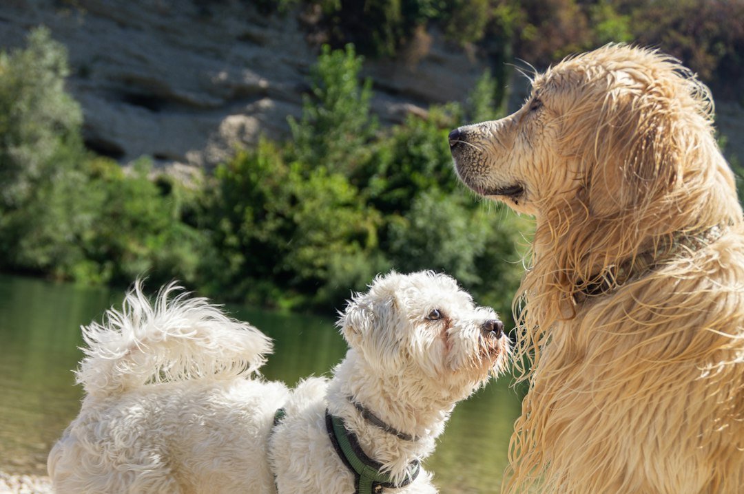A small white dog beside a larger golden retriever near water