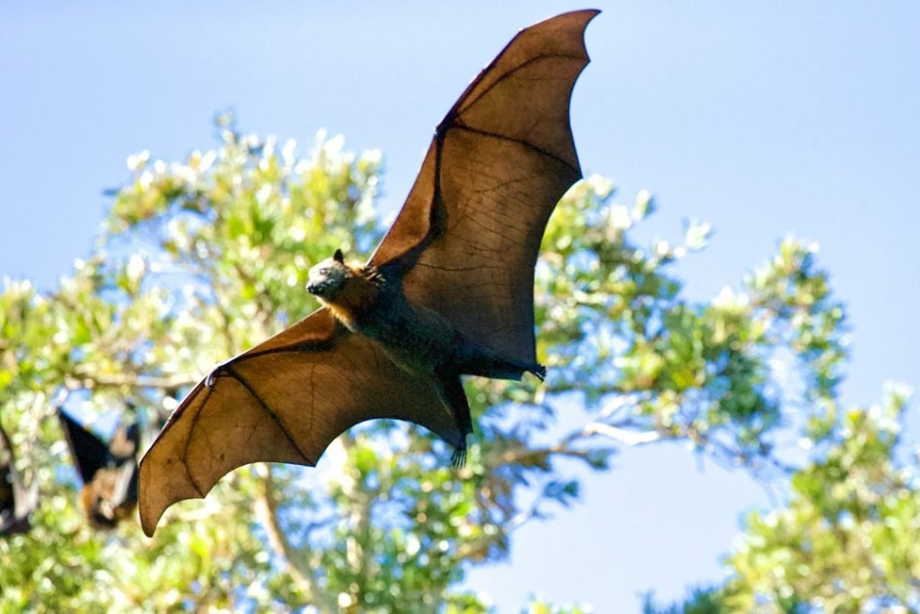 A bat flying with its wings spread above green foliage