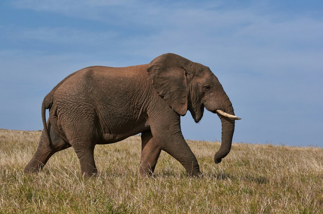 An elephant walking through grass under a blue sky