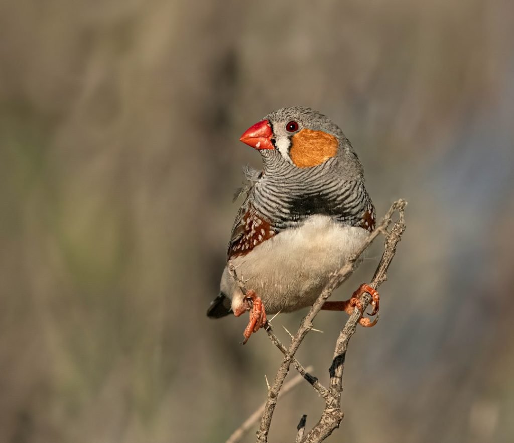 A zebra finch perched on a slender branch