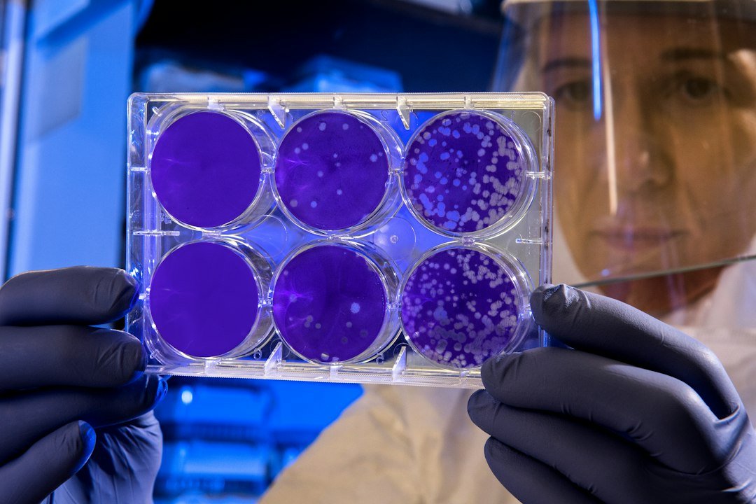 Scientist examining a laboratory plate; contextual image, not an edited embryo or tissue.